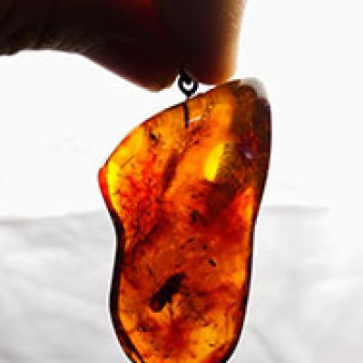 Mặt dây hổ phách côn trùng